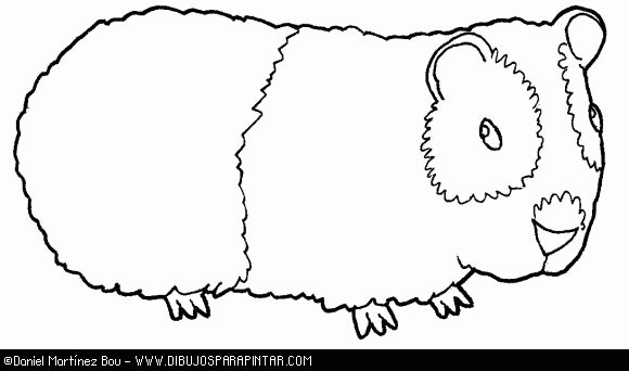 Świnka morska kolorowanki